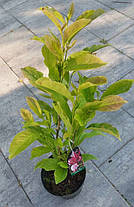 Магнолія Суланжа Рустика Рубра \ Magnolia soulangiana 'Rustica Rubra' (саджанці 3 роки 80 - 100см ), фото 3