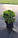 Набір рослин 2 шт. Туя західна 'Даніка' Thuja occidentalis 'Danica' / Туя західна 'Міріам' Thuja occidentalis 'Mirjam', фото 4