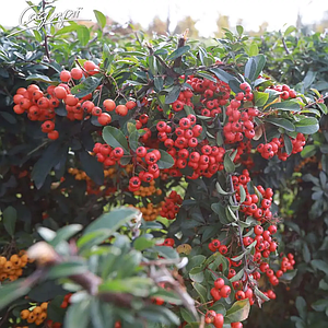 Піраканта червона 'Red Column'. Контейнер 0,5л