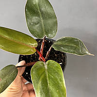 Филодендрон Красноватый укорененный черенок, Philodendron erubescens