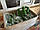 Лайм Кумкват в цукровому сиропі Китай Оазис 500г ШТ (20шт) 10кг (Кумкват зелений), фото 3