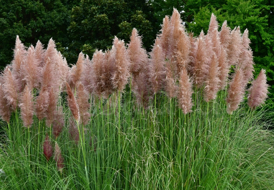 Кортадерія Пінк Фезер (Pink Feather) Cortaderia selloana