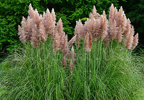 Кортадерія Пінк Фезер (Pink Feather) Cortaderia selloana, фото 2