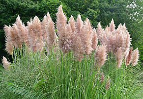 Кортадерія Пінк Фезер (Pink Feather) Cortaderia selloana, фото 3