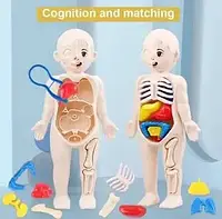 Дитяча розвиваюча іграшка "Анатомія людини"
