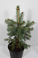 Ялина блакитна колюча Кейбаб Аризона (Picea pungens Glauca Arizona Kaibab) 40-45 см