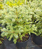 Ель толстоиглая (Picea Crassifolia) 7.5 л