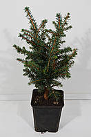 Ель сербская Карел (Picea omorika Karel) 20-25 см