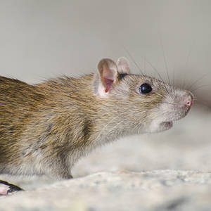 РОДЕНТИЦИДИ