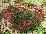 Гвоздика-травянка червона Р9, фото 2