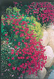 Гвоздика-травянка червона Р9, фото 4