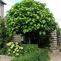 Катальпа бігнонієвидна Нана штамб / Catalpa bignonioides Nana