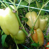 Перець ВЕДРАНА F1 | VEDRANA Enza Zaden 500 насінин