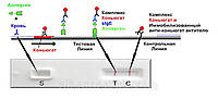 Эспресс-тест для определения аллергии