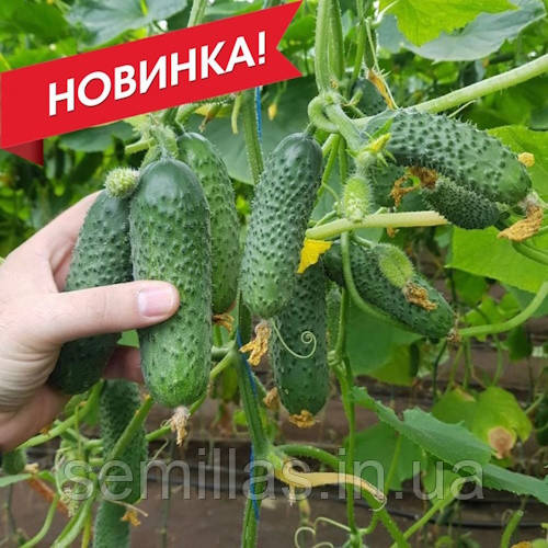 Насіння огірка Мадрілен F1, 250 шт., корнішон, партенокарпік