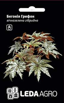 Бегонія Грифон, вічнозелена гібридна, 3 шт (ЛАН)