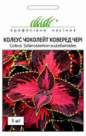 Семена цветов колеус Чоколейт Коверед Черри 5 семян Профессиональные семена