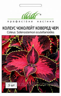 Насіння Колеус Чоколейт Коверед Черрі 5 насінин Pan American, фото 1