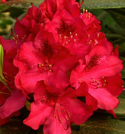 Рододендрон Нова Зембла ( саджанці 3 роки С3л )