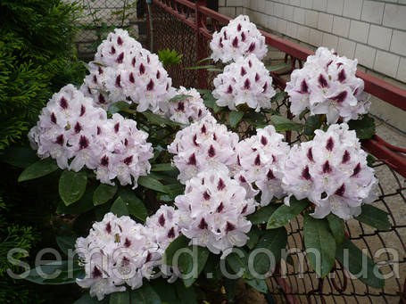 Рододендрон " Кальсап " \ Rhododendron Calsap ( саджанці 3 роки ЗКС ), фото 3