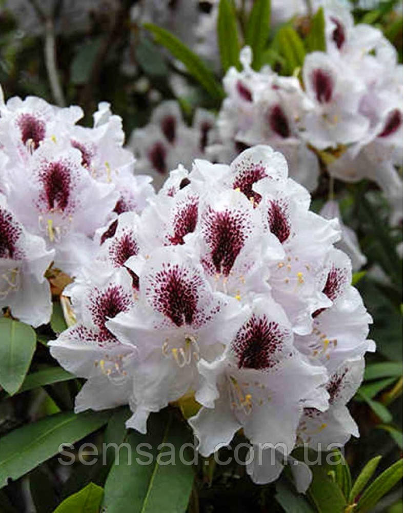 Рододендрон " Кальсап " \ Rhododendron Calsap ( саджанці 3 роки ЗКС )