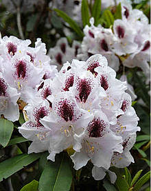 Рододендрон " Кальсап "( саджанці 3 роки С2л )