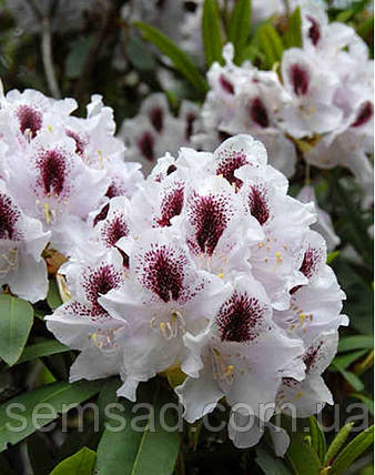 Рододендрон " Кальсап " \ Rhododendron Calsap ( саджанці 3 роки ЗКС ), фото 1