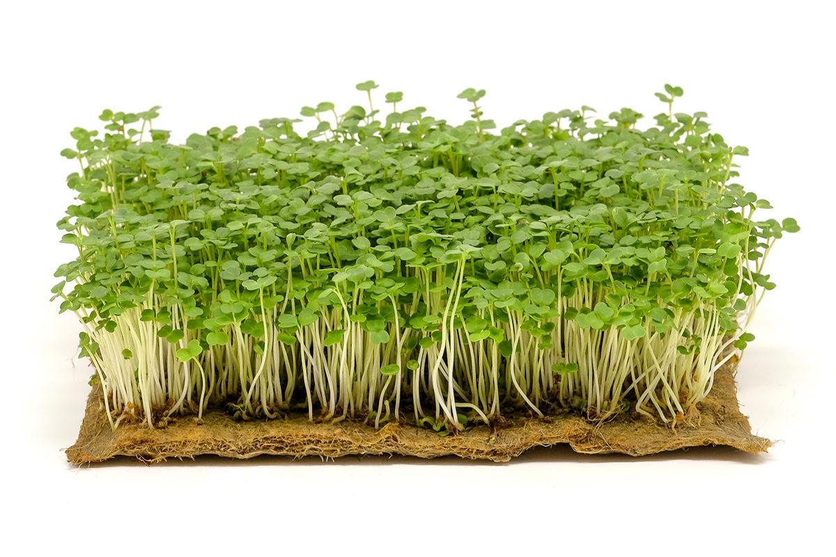 Набір мікрозелені "Ідеальний  сніданок" М/З (льон, люцерна, амарант), фото 1