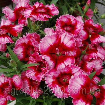 Насіння Гвоздика китайська Діана Крімсон Пікоте F1 , 100 насінин Hem Genetics, фото 1