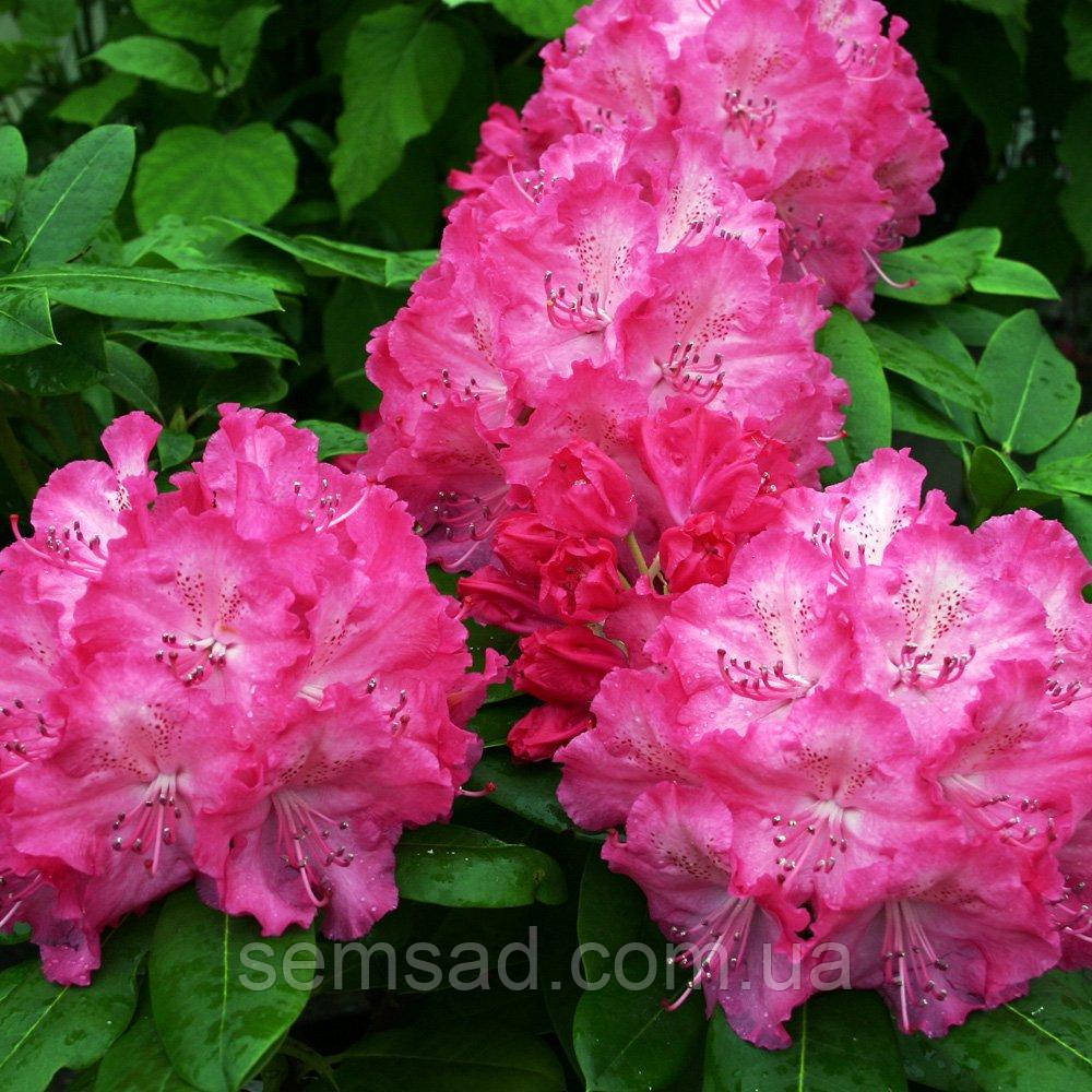 Рододендрон "Німеччина" \ Rhododendron 'Germania' (саджанці 5-6 років С5л) квітучий