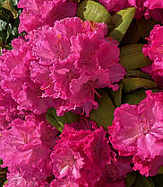 Рододендрон "Німеччина" \ Rhododendron 'Germania' (саджанці 5-6 років С5л) квітучий, фото 2