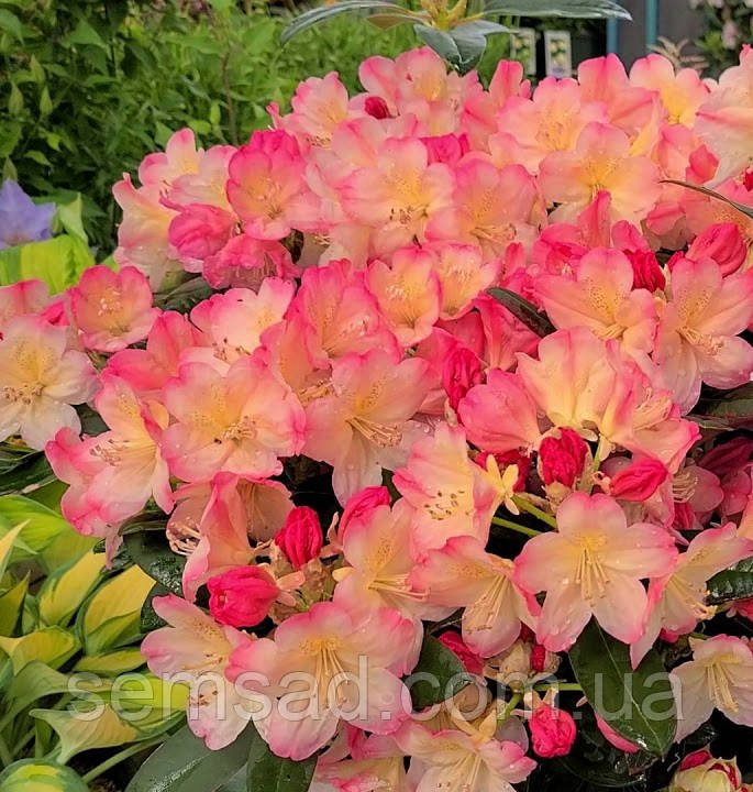 Рододендрон " Персі Васман " \ Rhododendron Percy Wiseman ( саджанці 5 -6 років С5л ) квітучий