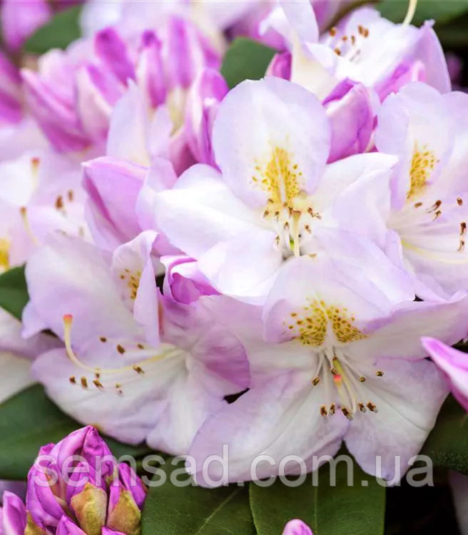 Рододендрон "Гомер Ватерер" \Rhododendron 'Gomer Waterer' (саджанці 5-6 років С5л) квітучий