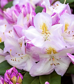 Рододендрон "Гомер Ватерер" \Rhododendron 'Gomer Waterer' (саджанці 5-6 років С5л) квітучий