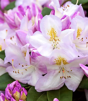 Рододендрон "Гомер Ватерер" \Rhododendron 'Gomer Waterer' (саджанці 5-6 років С5л) квітучий, фото 2