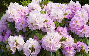 Рододендрон "Гомер Ватерер" \Rhododendron 'Gomer Waterer' (саджанці 5-6 років С5л) квітучий, фото 2