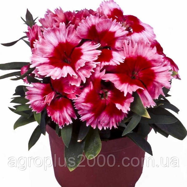 Насіння Гвоздика китайська Діана Скарлет Пікоте F1, 100 насінин Hem Genetics