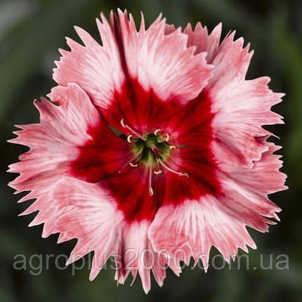 Насіння Гвоздика китайська Діана Скарлет Пікоте F1, 100 насінин Hem Genetics, фото 3