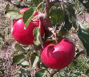 Саженцы яблони на подвое 54-118 в Черниговской области от компании\