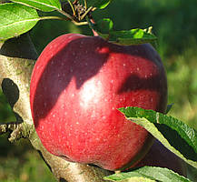 Яблуня Ріхард. (М26). Зимовий сорт.