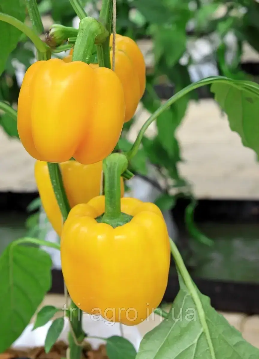 Перець Каліфорнійське диво жовтий 0,3г ТМ Смачний