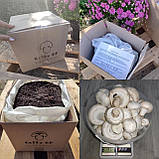 Коробка для вирощування печериць, готовий комплект, фото 7