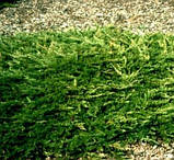 Ялівець Принц Уельсський d до 40 см 3 року, фото 2