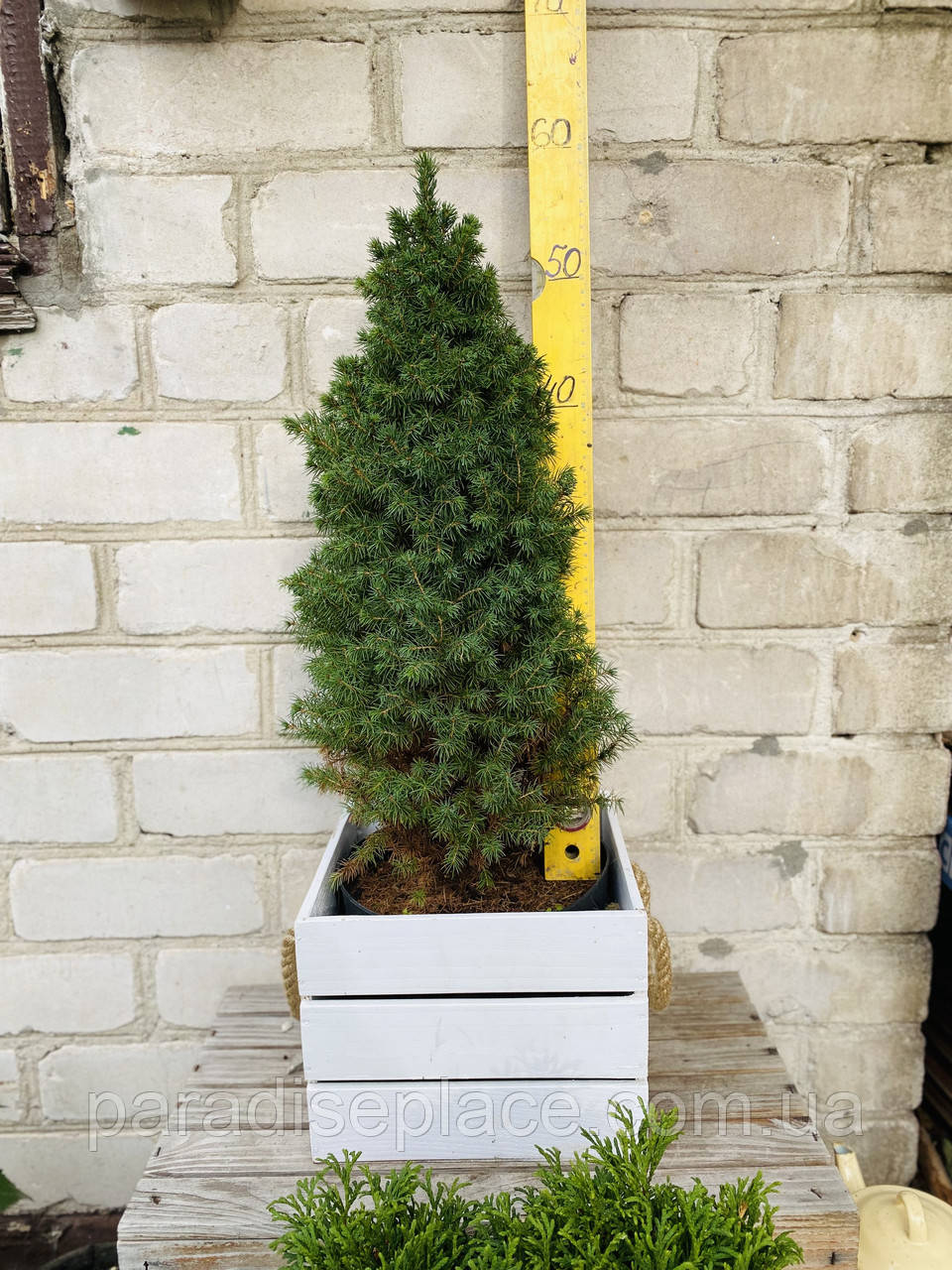 Ялина канадська Перфекта/Picea glauca Perfecta, С5, 60+см. - фото 1 - id-p1398612460