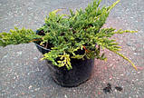 Ялівець Принц Уельсський d до 40 см 3 року, фото 3