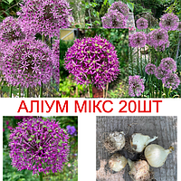 Луковицы Аллиум МИКС лук декоративный (20шт/упак) Allium Gladiator