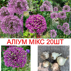 Цибулини Алліум МІКС цибуля декоративна  (20шт/упак)  Allium Gladiator