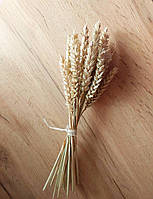 Сухоцвіти пшениці