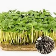 Насіння соняху на мікрозелень, 20 грам з профупаковки