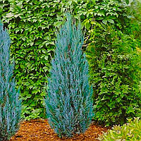 Саженцы Можжевельника скального Блю Арроу (Juniperus scopulorum Blue Arrow)
